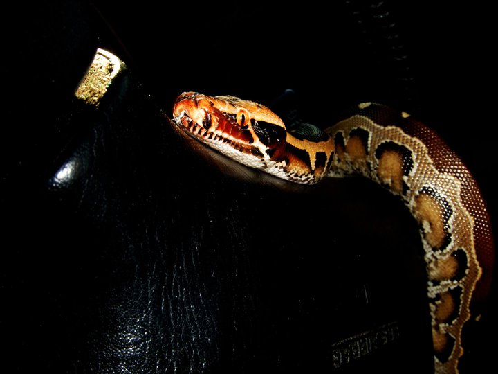 Borneo Blood Python Fredrico