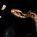 Borneo Blood Python Fredrico