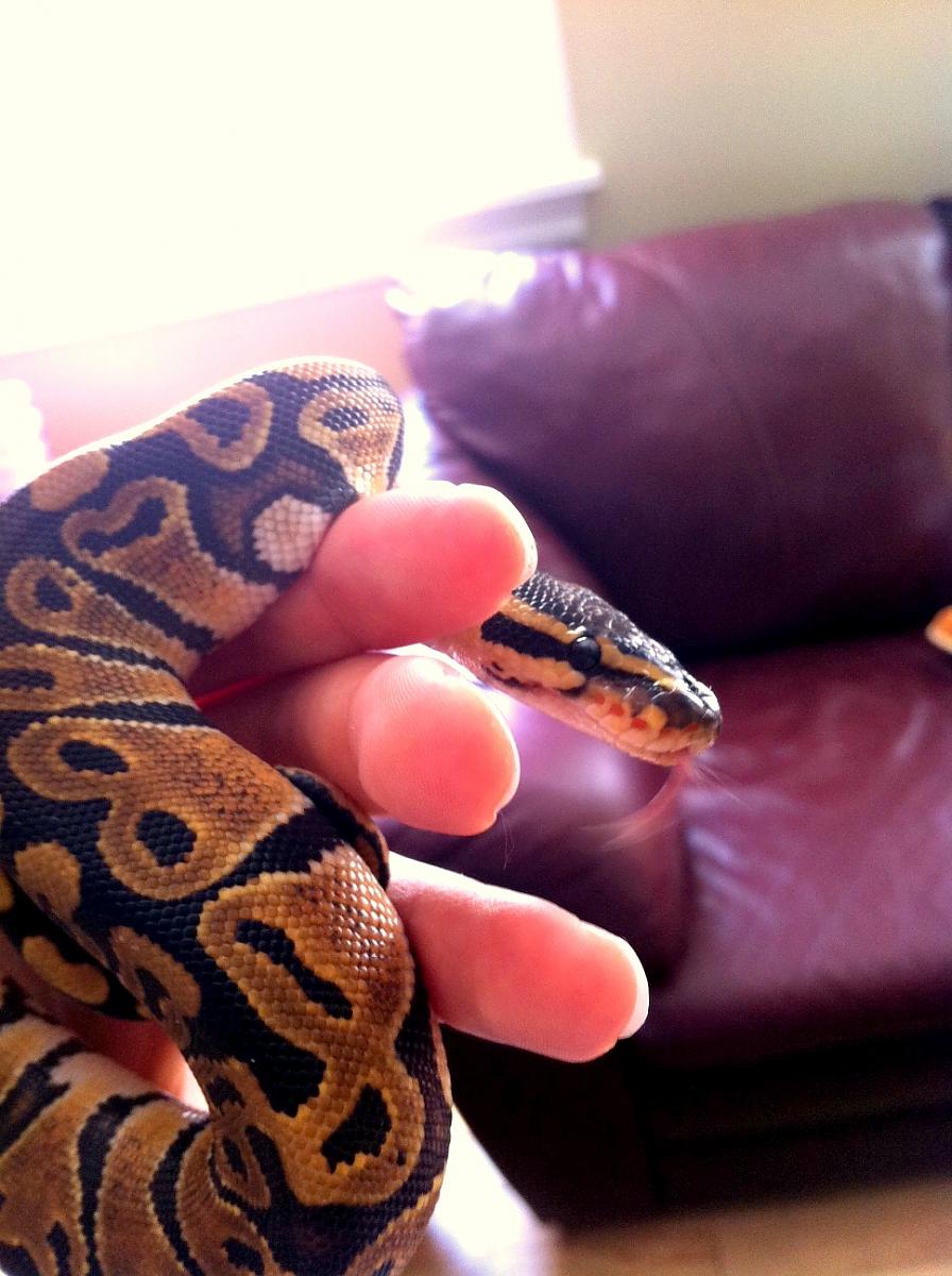 Lolita het Ghost