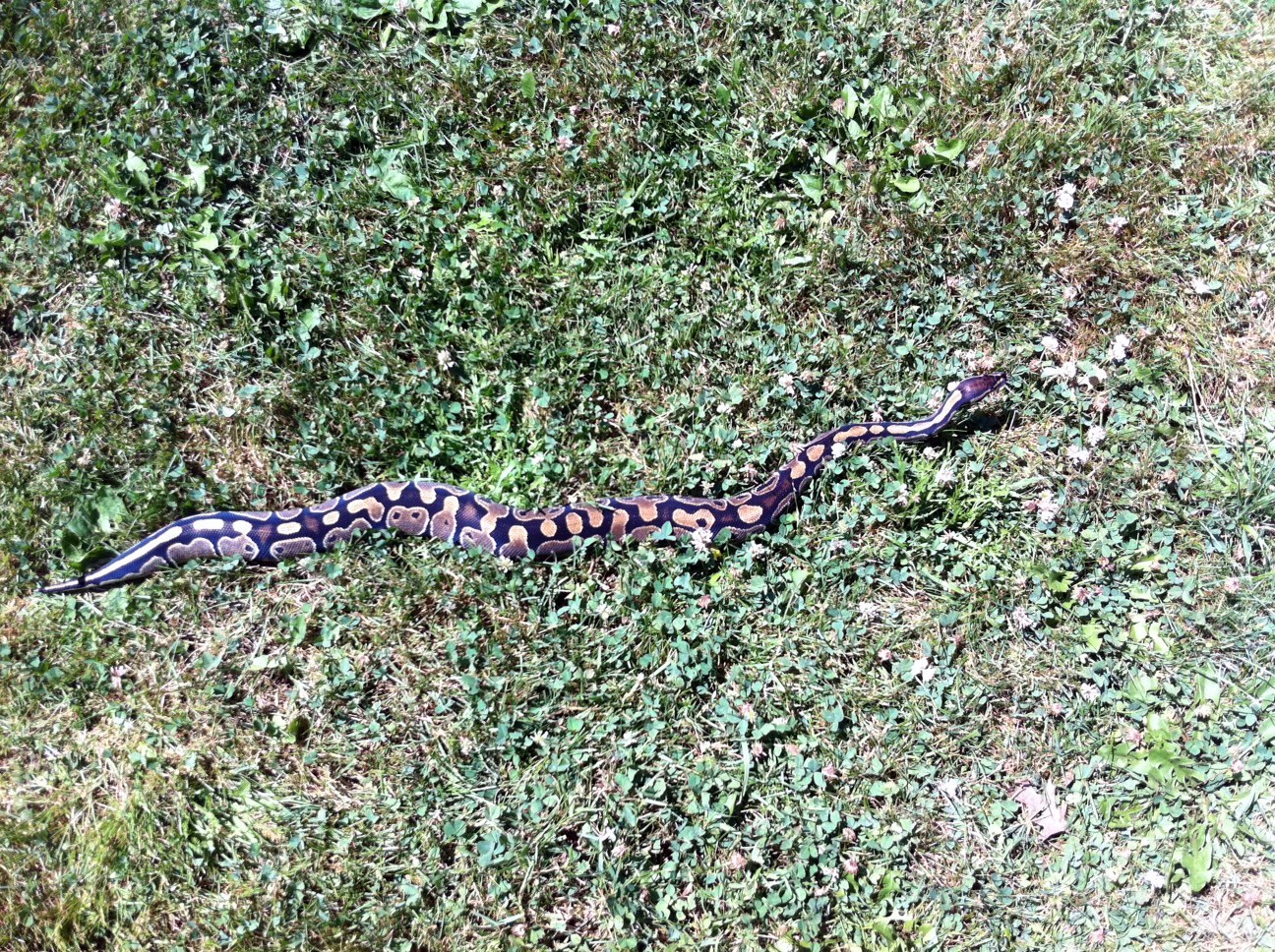 Lilith's first time outside