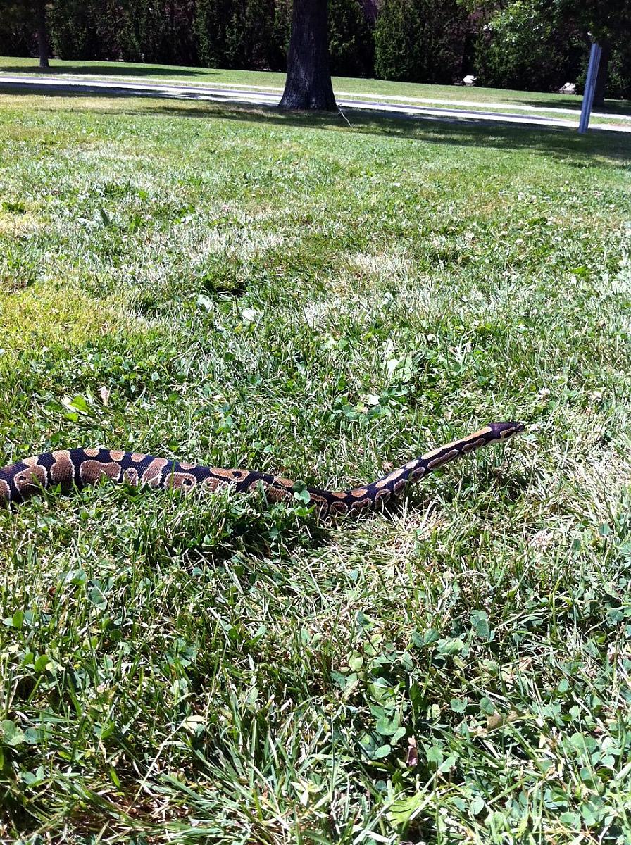 Lilith's first time outside
