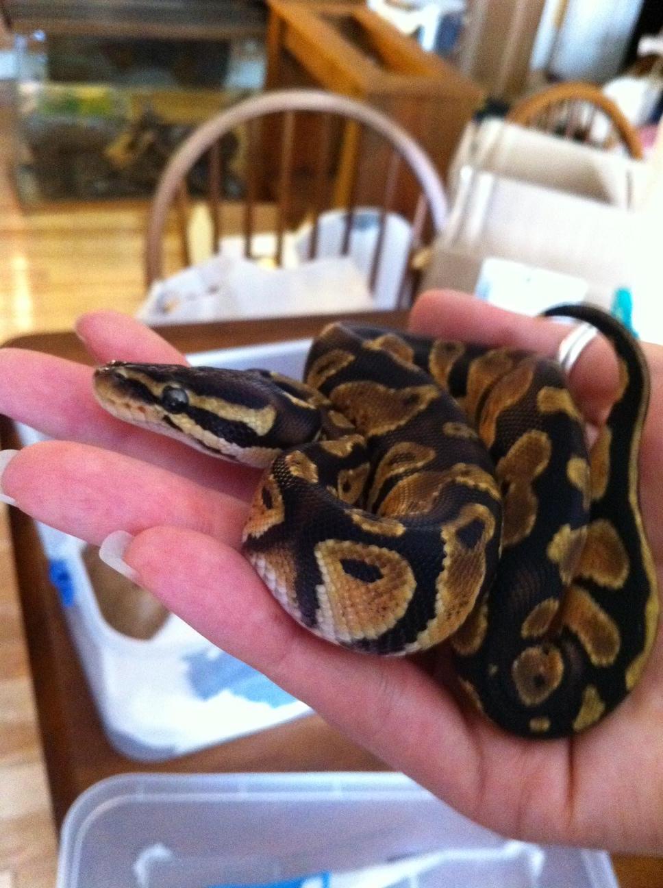 Newest lil guy pastel het pied from Ben and Stacey Seigel