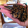 Newest lil guy pastel het pied from Ben and Stacey Seigel
