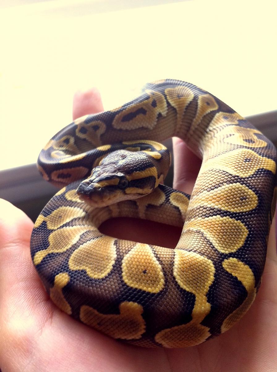 Esmeralda Lesser 66% het pied