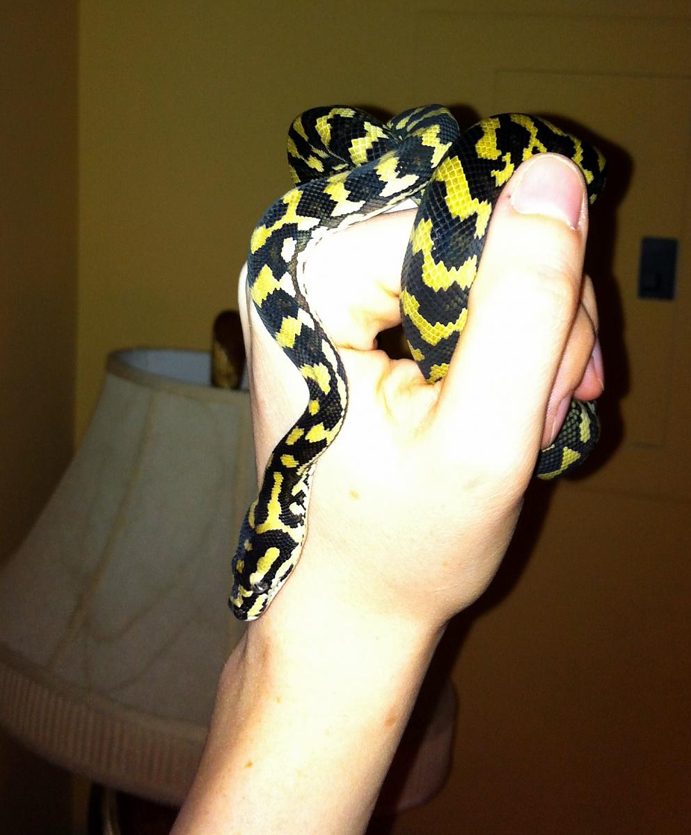 Jungle carpet python