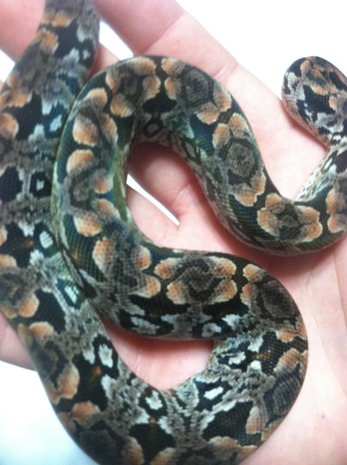 Dumerils Boa