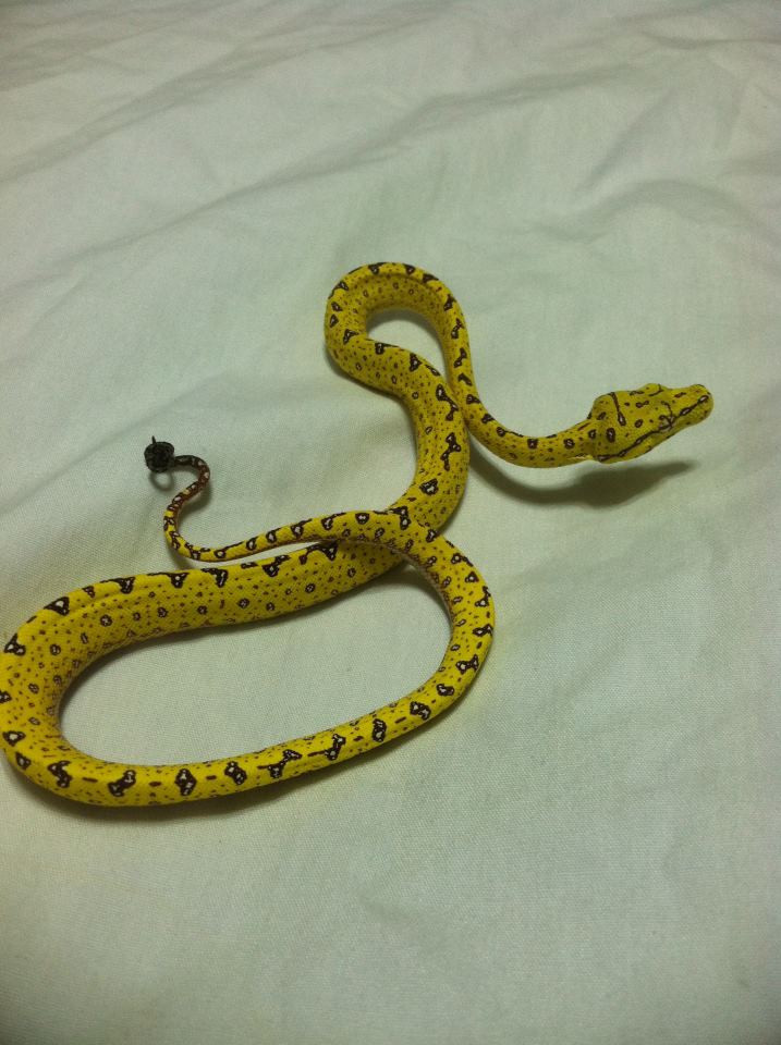 Biak GTP