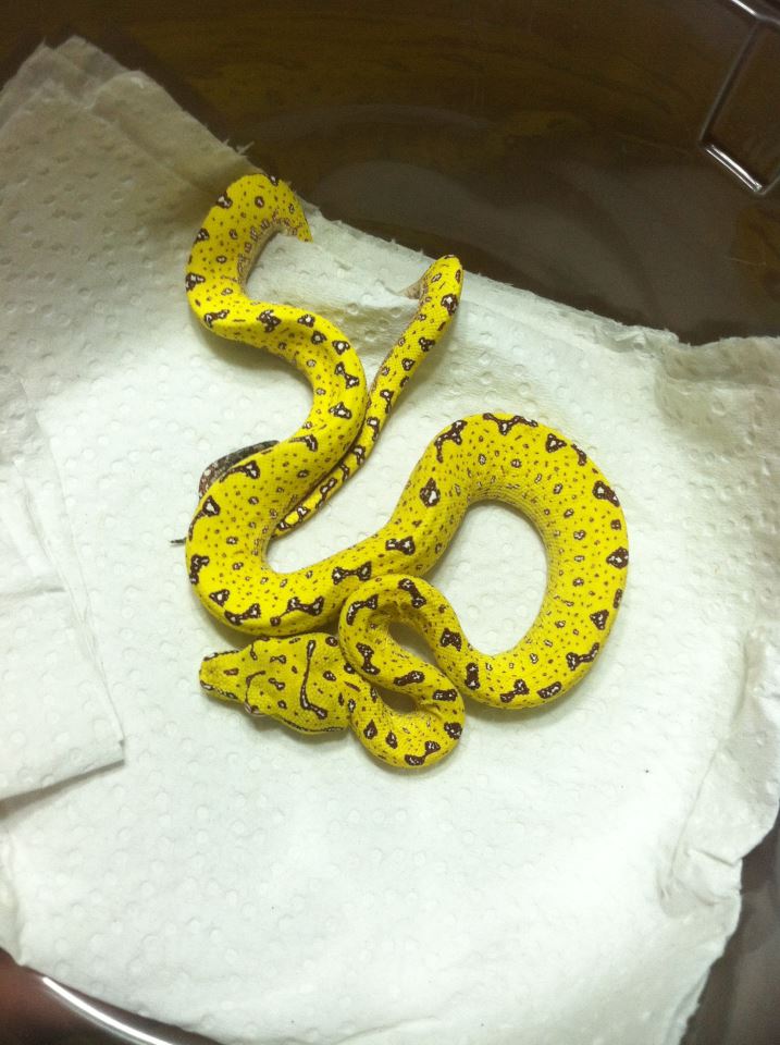 Biak GTP