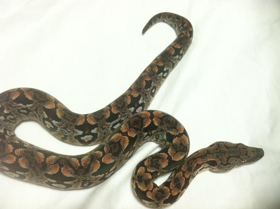 Dumerils Boa