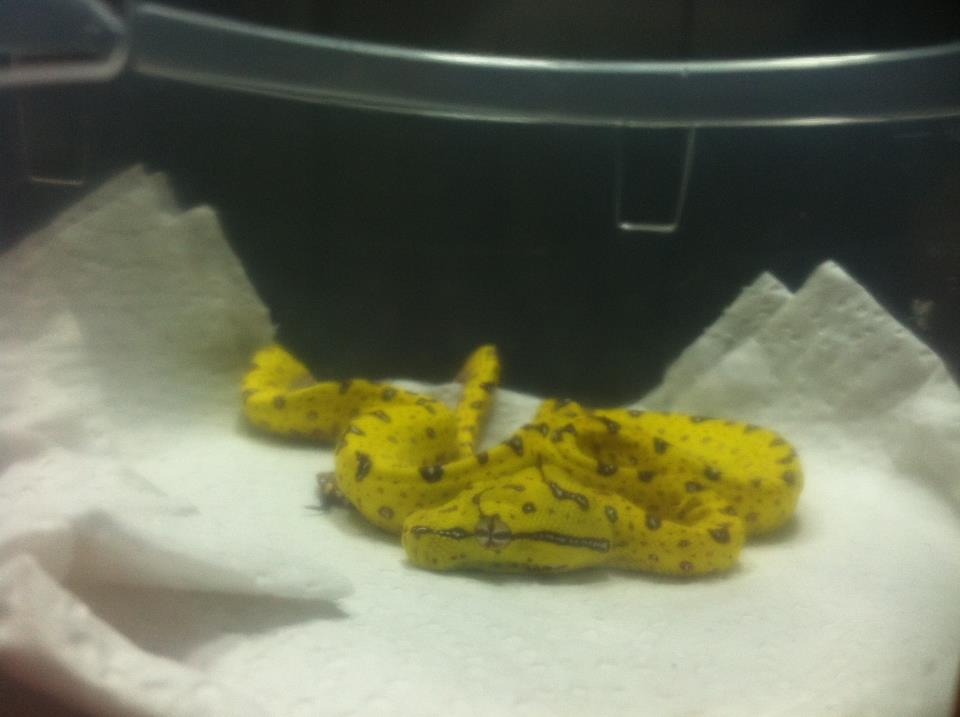 Biak GTP