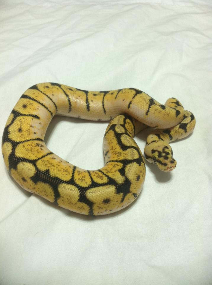 Bumble Bee