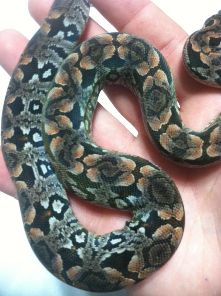 Dumerils Boa