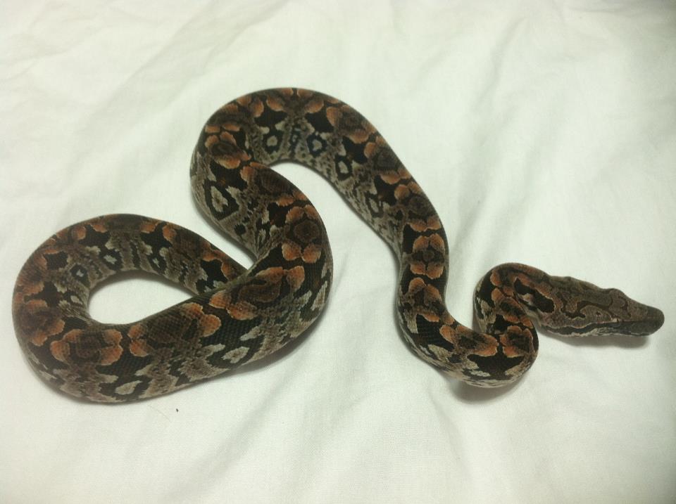 Dumerils Boa