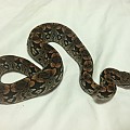 Dumerils Boa