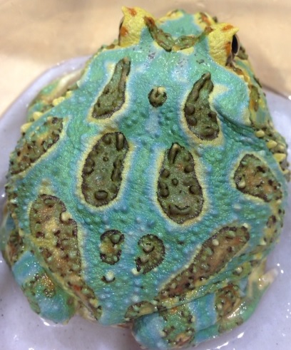 frog1