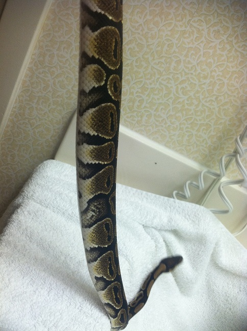 Het Axanthic