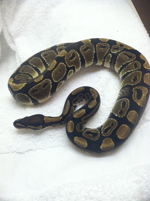 Het Axanthic