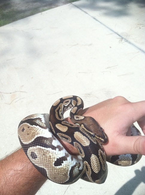 Het  Lav Albino
