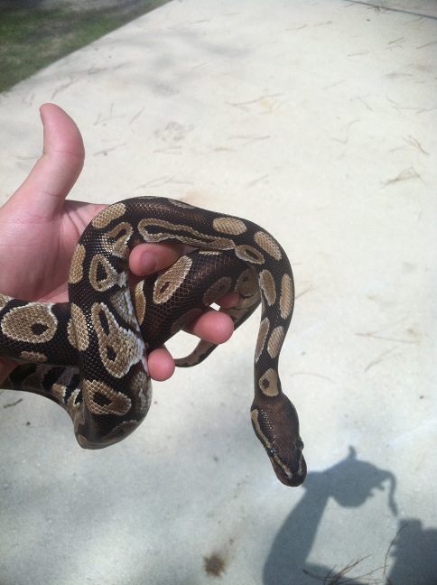 Het  Lav Albino
