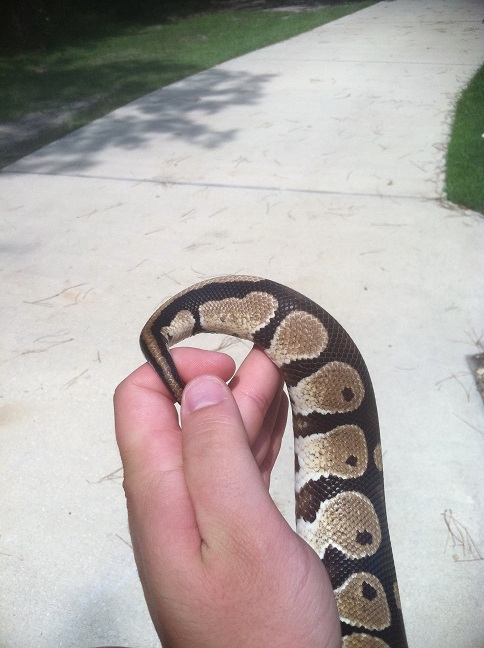 Het  Lav Albino