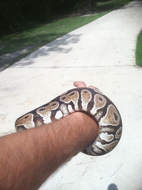 Het  Lav Albino