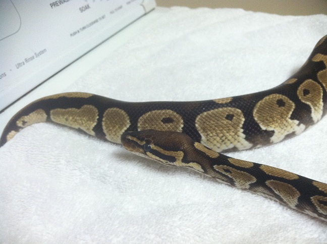 Het  Lav Albino