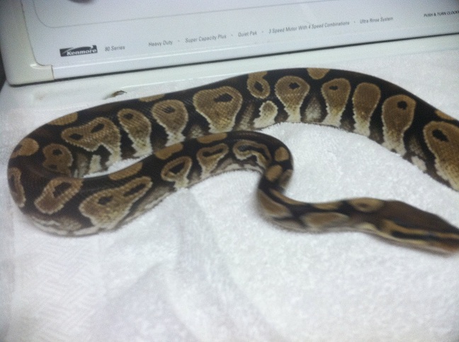 Het  Lav Albino