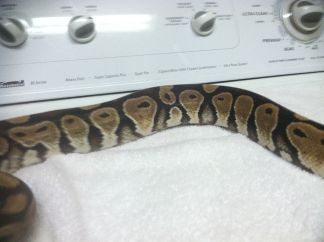 Het  Lav Albino