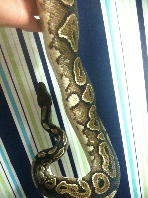 Cinnamon