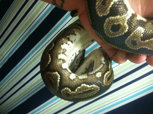 Cinnamon
