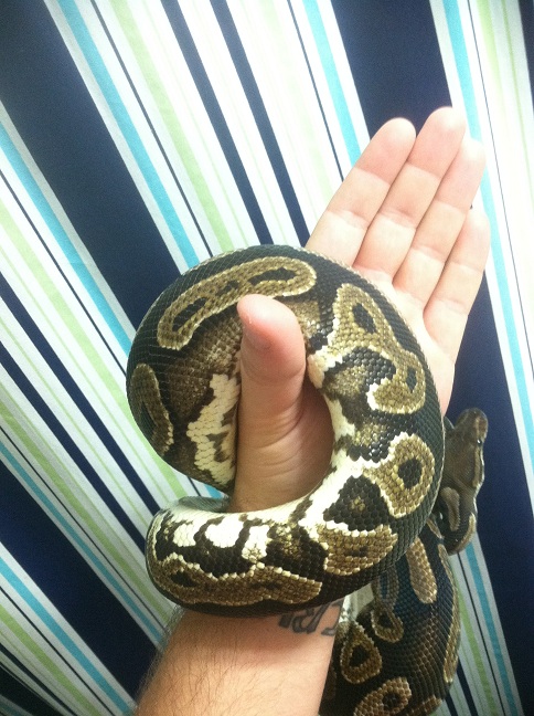 Cinnamon