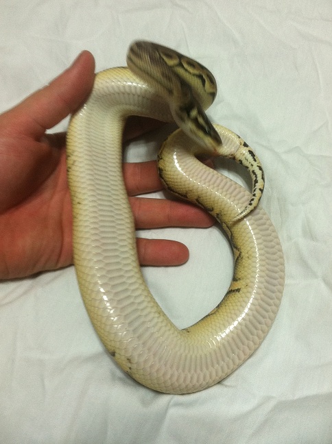 Pewter