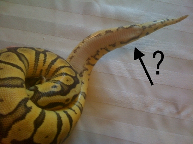 Super Pastel 50% poss het pied ---&quot;markers&quot;?