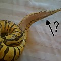 Super Pastel 50% poss het pied ---&quot;markers&quot;?