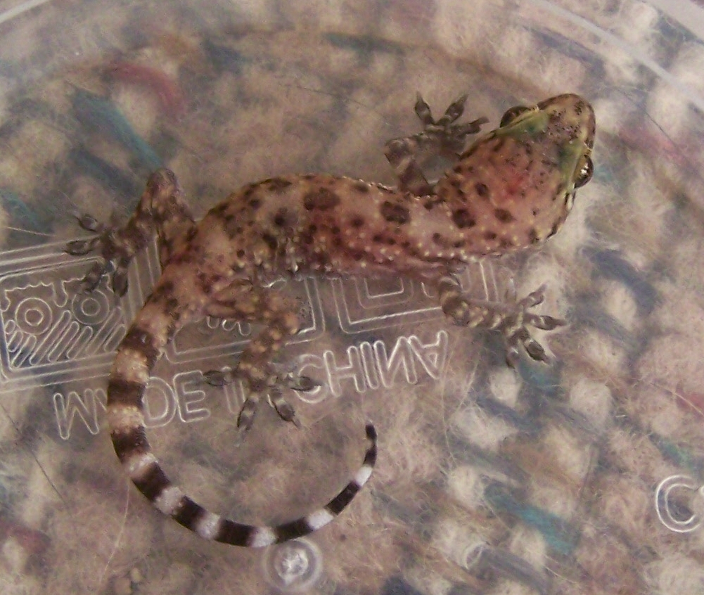 Gecko