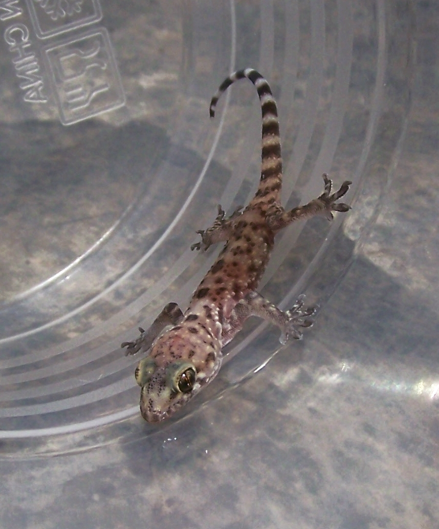 Gecko