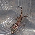 Gecko