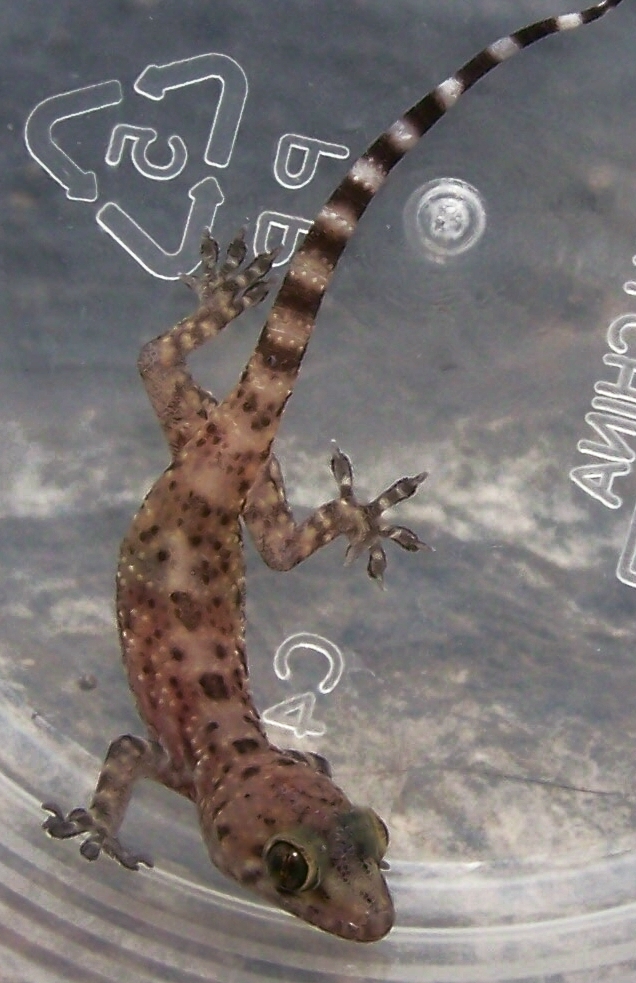 Gecko