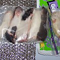 LayneLabs.com rats