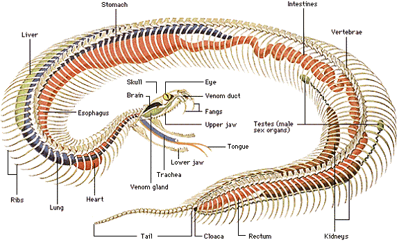 Snake Clip Art