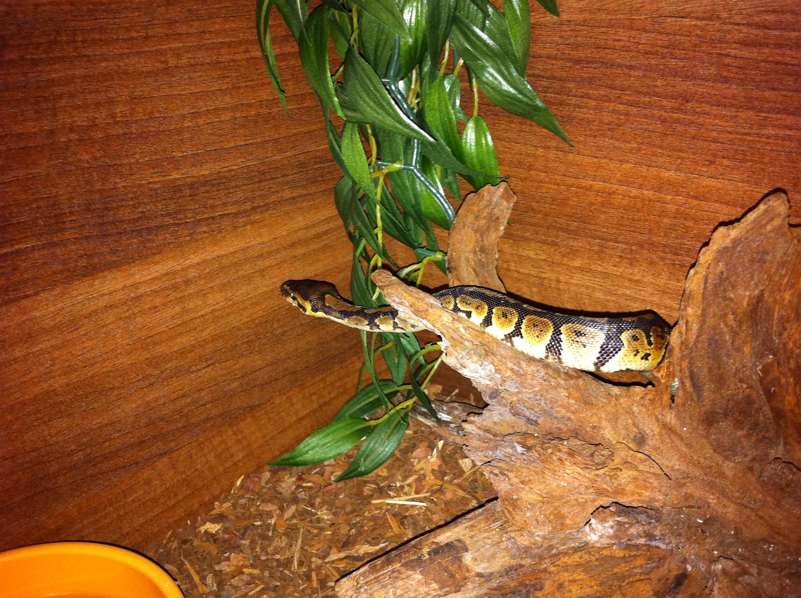 My Female Ball - Petra
