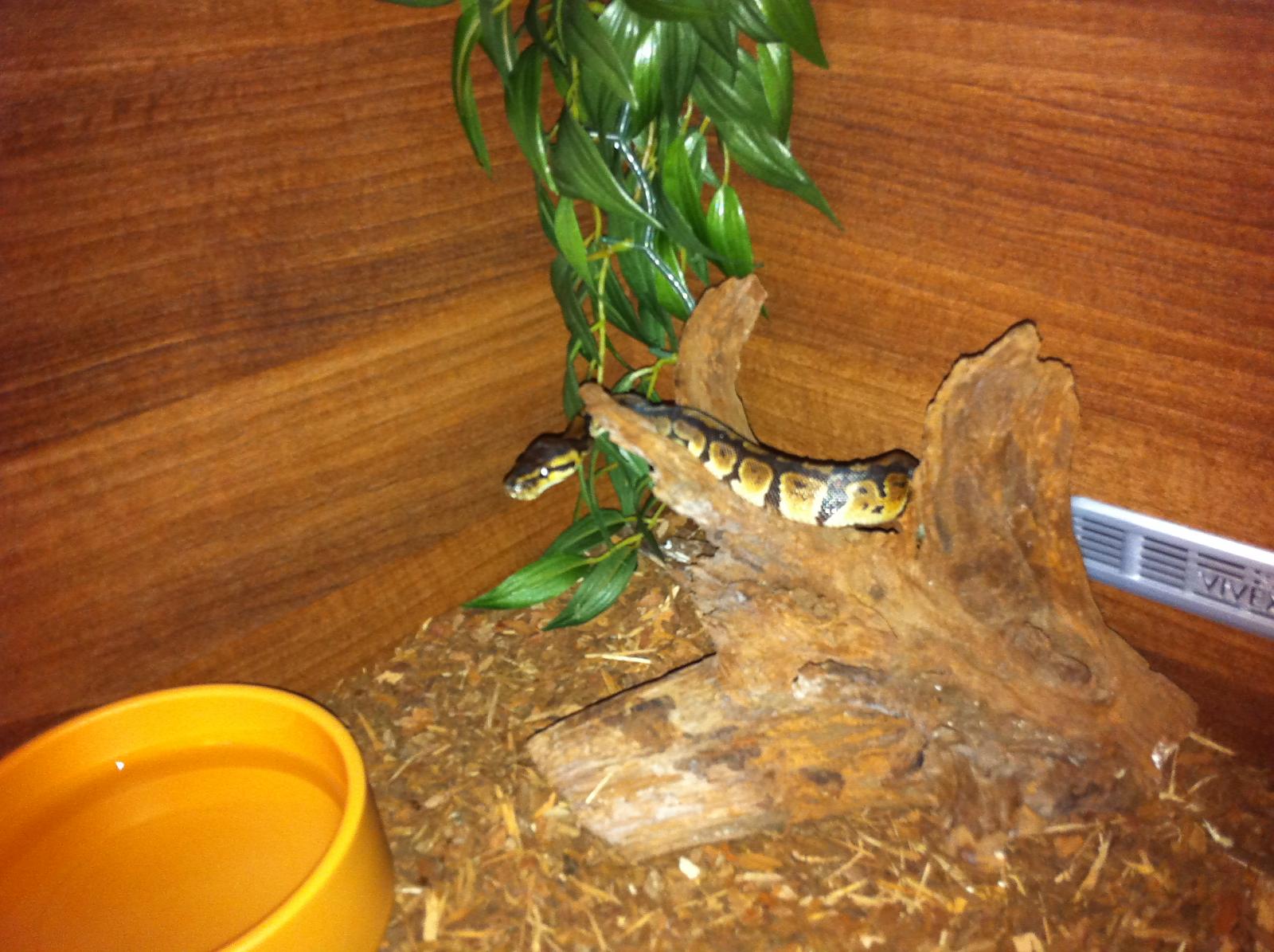 My Female Ball - Petra