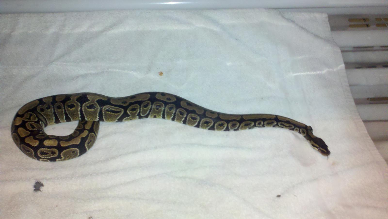 My Ball Pythons