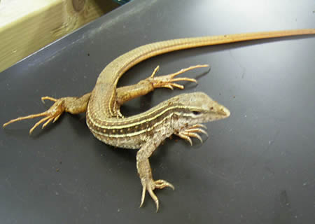 ameiva