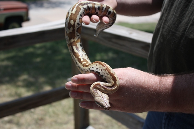 Baby Blood Porky (Male)