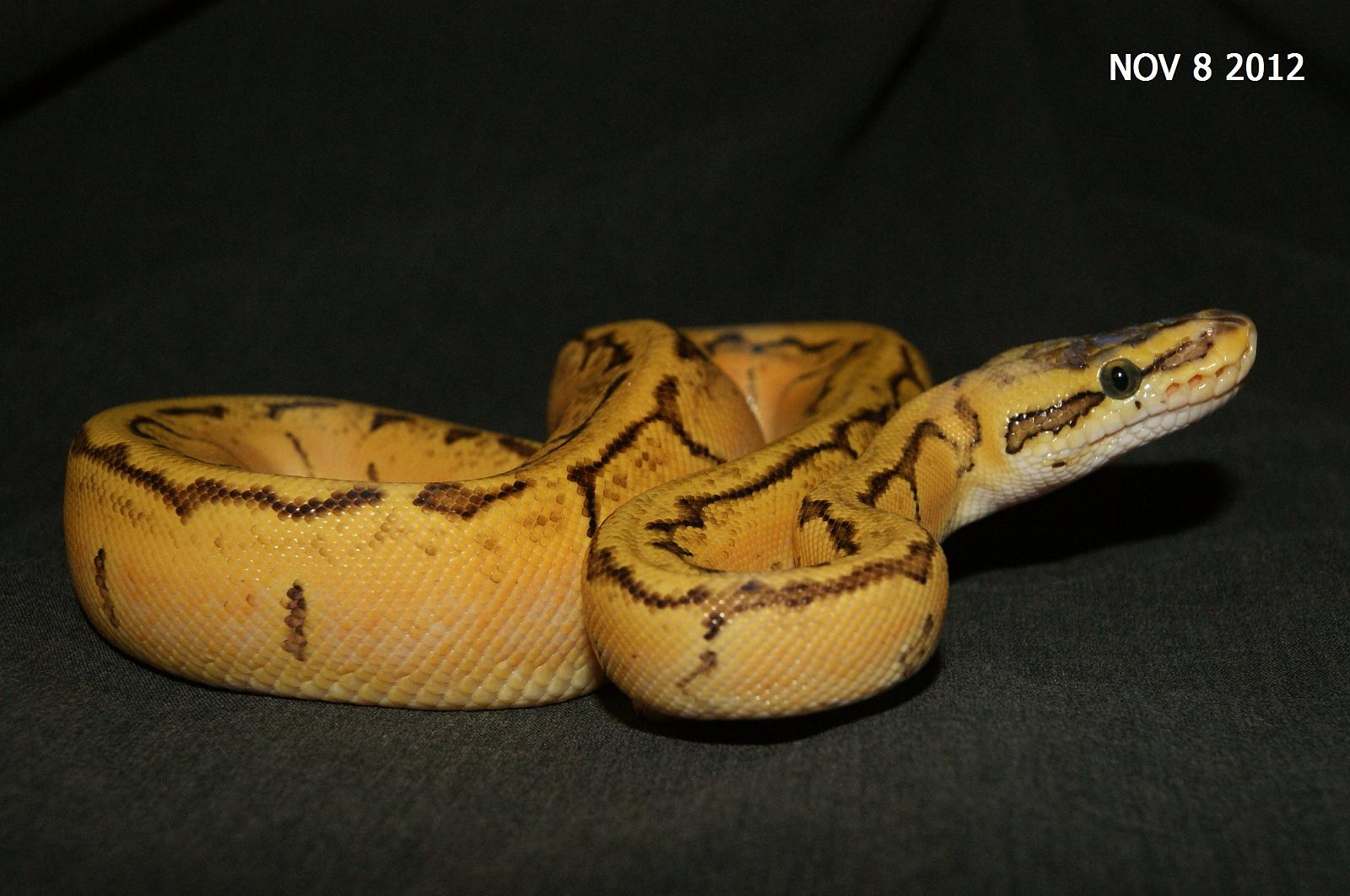 Lemon Blast Enchi 50% ph Pied