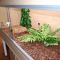 Princess Tank setup