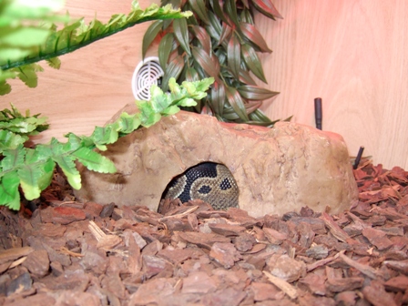 Princess Tank setup