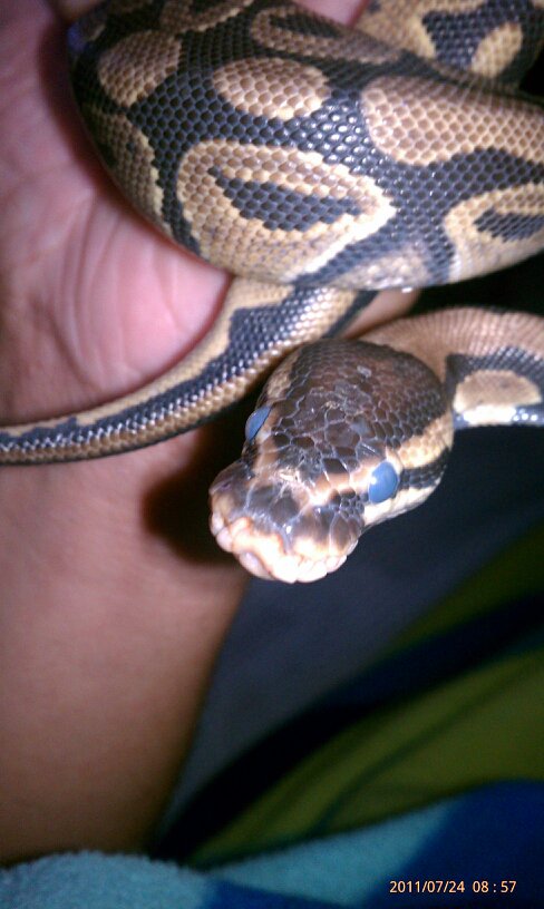 Beyonce in shed