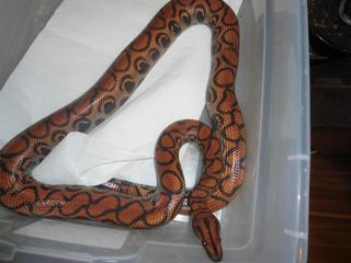 my boas